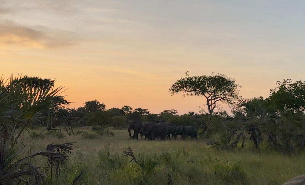 Wow wow wildlife – Tanzania